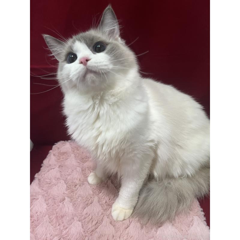 販売中の富山県のラグドール-133989の4枚目