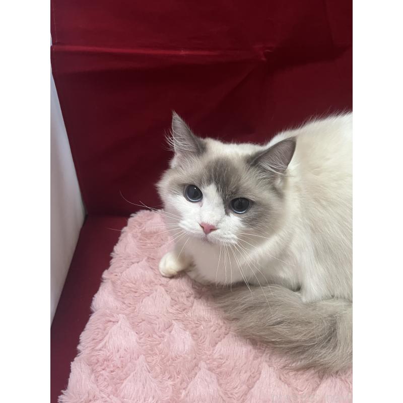 販売中の富山県のラグドール-133989の3枚目