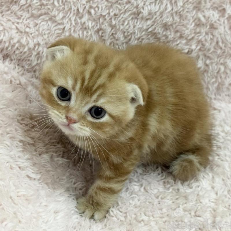 販売中の三重県のスコティッシュフォールド(折れ耳)-137627の7枚目