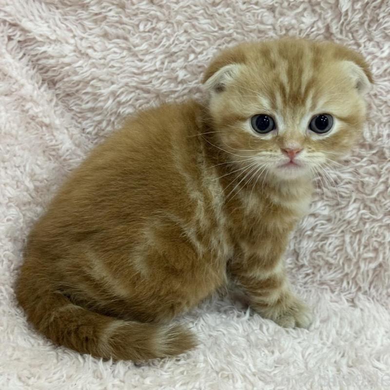 販売中の三重県のスコティッシュフォールド(折れ耳)-137627の6枚目