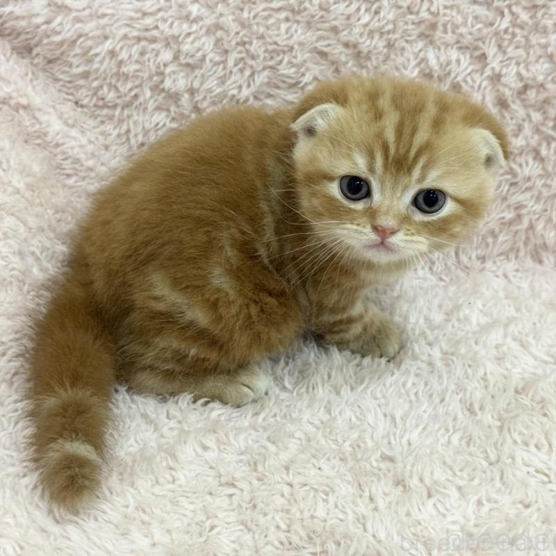 販売中の三重県のスコティッシュフォールド(折れ耳)-137627の4枚目