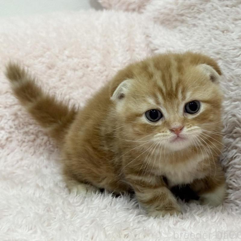 販売中の三重県のスコティッシュフォールド(折れ耳)-137627の3枚目