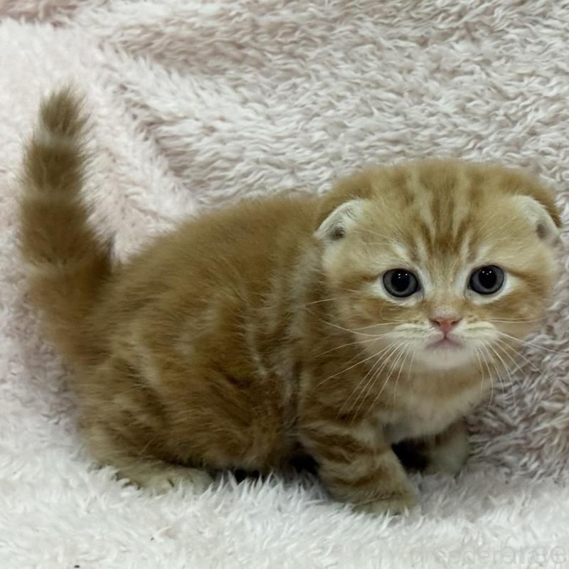 販売中の三重県のスコティッシュフォールド(折れ耳)-137627の2枚目