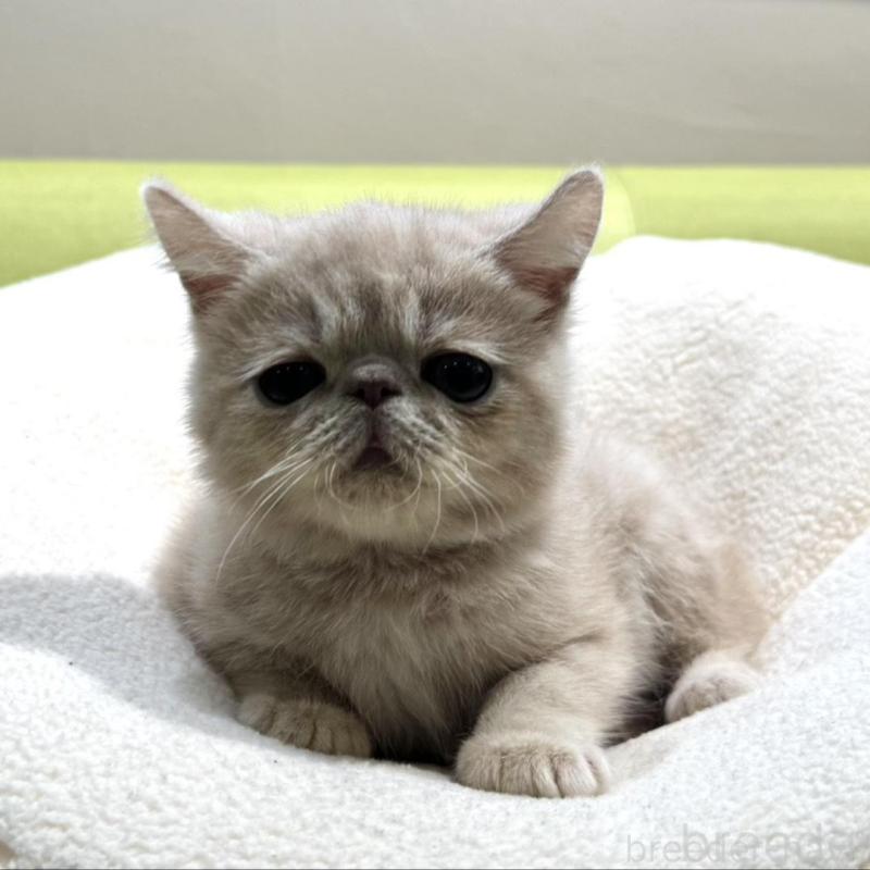 販売中の岐阜県のエキゾチックショートヘア-137628の6枚目