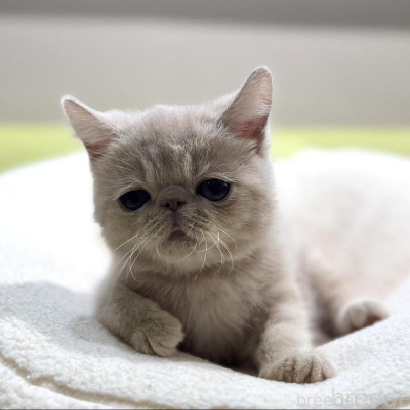 販売中の岐阜県のエキゾチックショートヘア-137628の5枚目