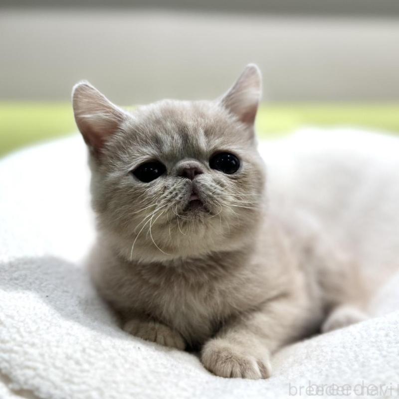 販売中の岐阜県のエキゾチックショートヘア-137628の3枚目