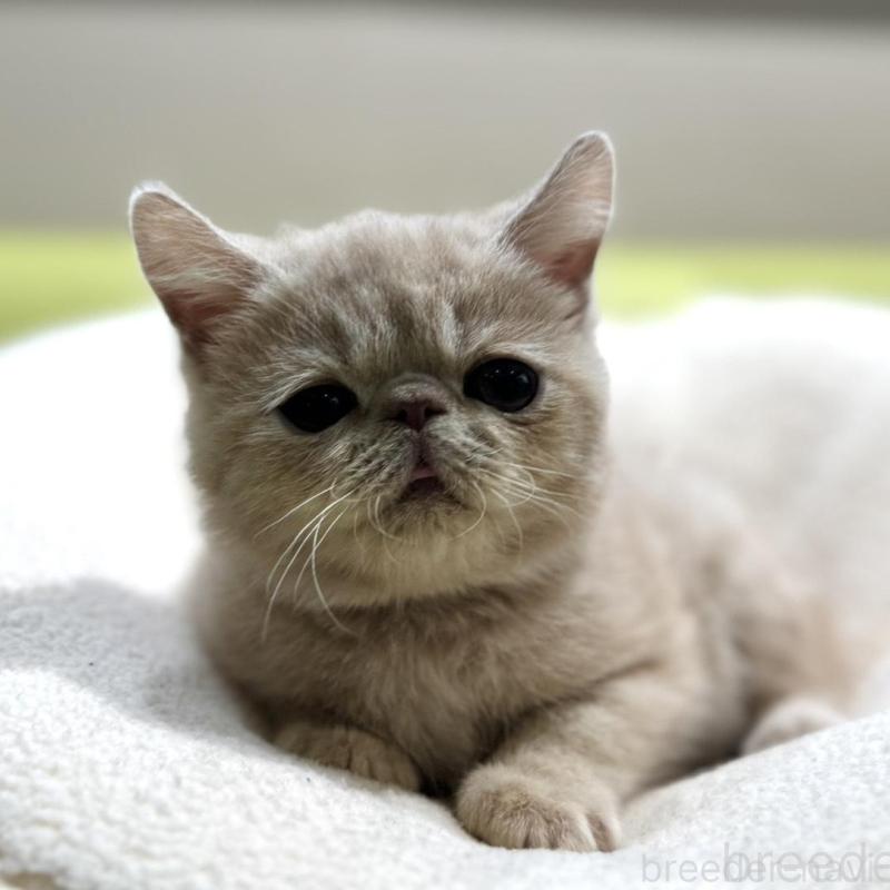 販売中の岐阜県のエキゾチックショートヘア-137628の2枚目