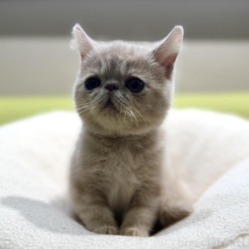 販売中の岐阜県のエキゾチックショートヘア-137628の1枚目