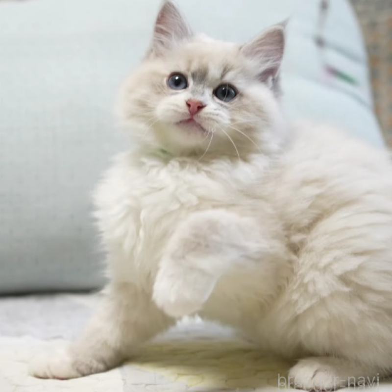 販売中の大阪府のサイベリアン-137629の3枚目