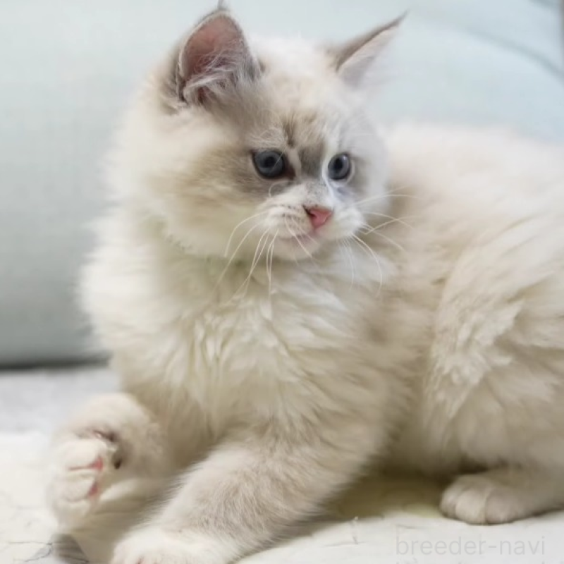 販売中の大阪府のサイベリアン-137629の2枚目