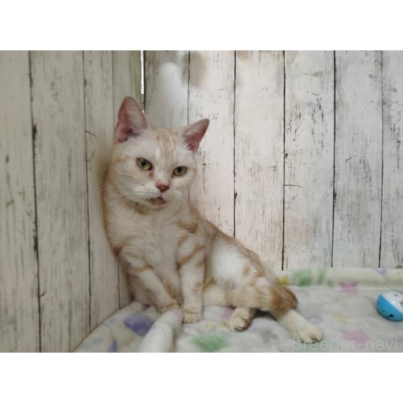 販売中の三重県のアメリカンショートヘア-137630の5枚目