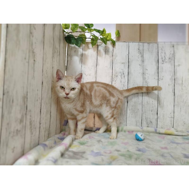 販売中の三重県のアメリカンショートヘア-137630の4枚目