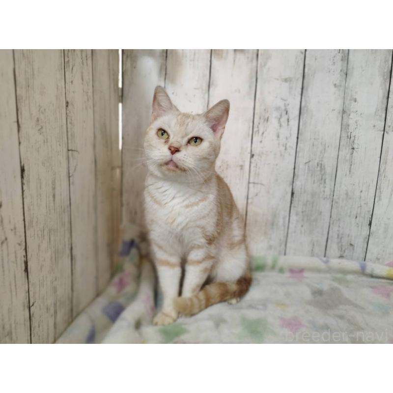 販売中の三重県のアメリカンショートヘア-137630の2枚目