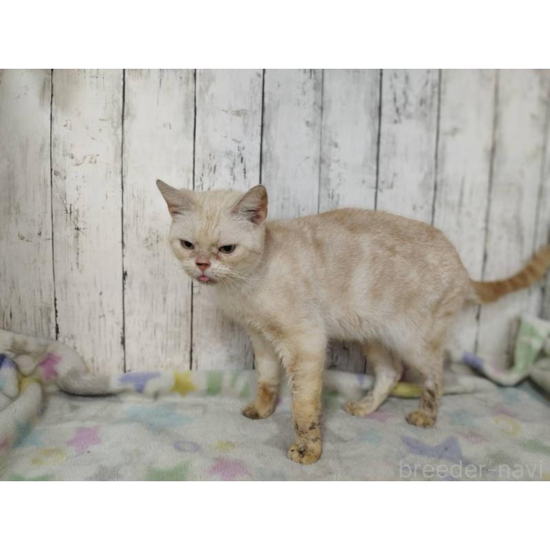 販売中の三重県のアメリカンショートヘア-137631の4枚目