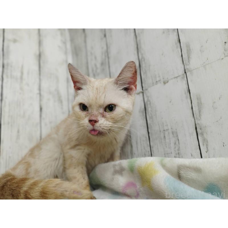 販売中の三重県のアメリカンショートヘア-137631の3枚目