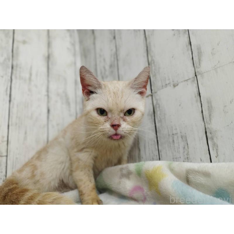 販売中の三重県のアメリカンショートヘア-137631の2枚目