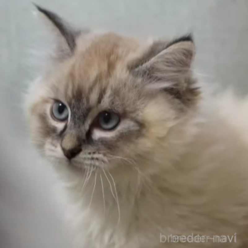 販売中の大阪府のサイベリアン-137632