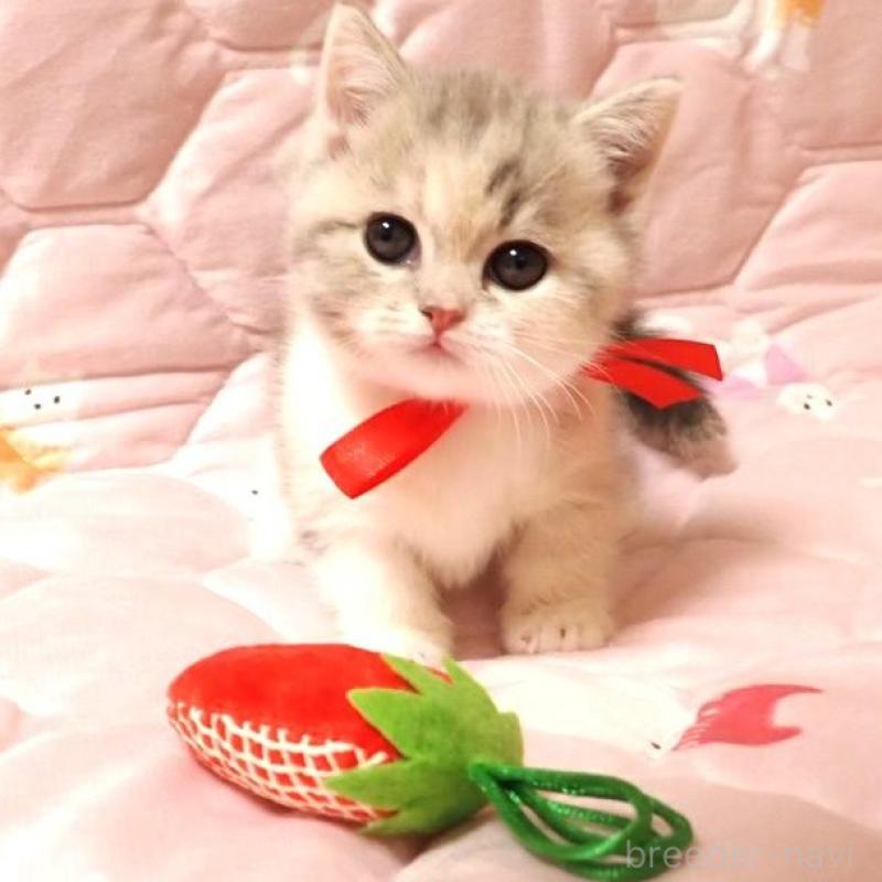 販売中の広島県のマンチカン(短足)-137633の4枚目