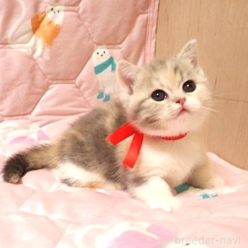 販売中の広島県のマンチカン(短足)-137633の3枚目