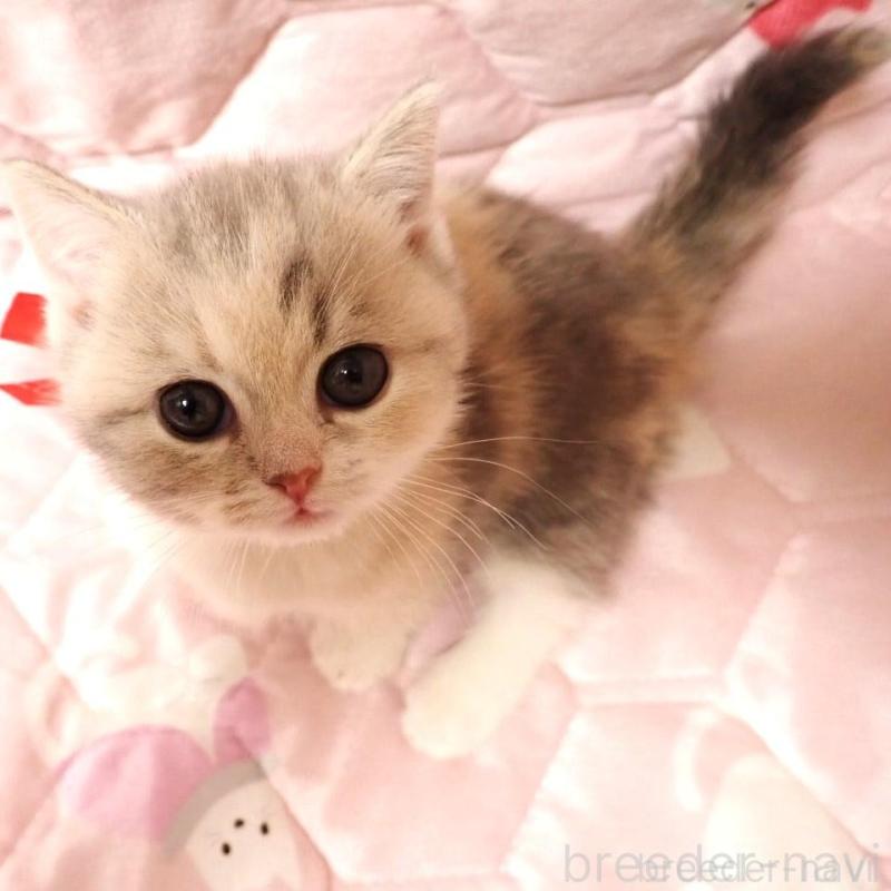 販売中の広島県のマンチカン(短足)-137633の2枚目