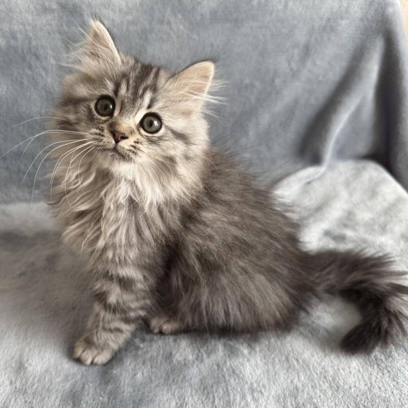 販売中の千葉県のマンチカン-135101の1枚目