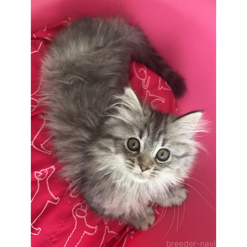 販売中の千葉県のマンチカン-135101の2枚目