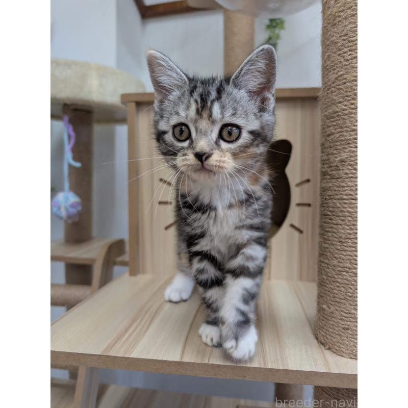 成約済の大阪府のスコティッシュフォールド-135832の4枚目