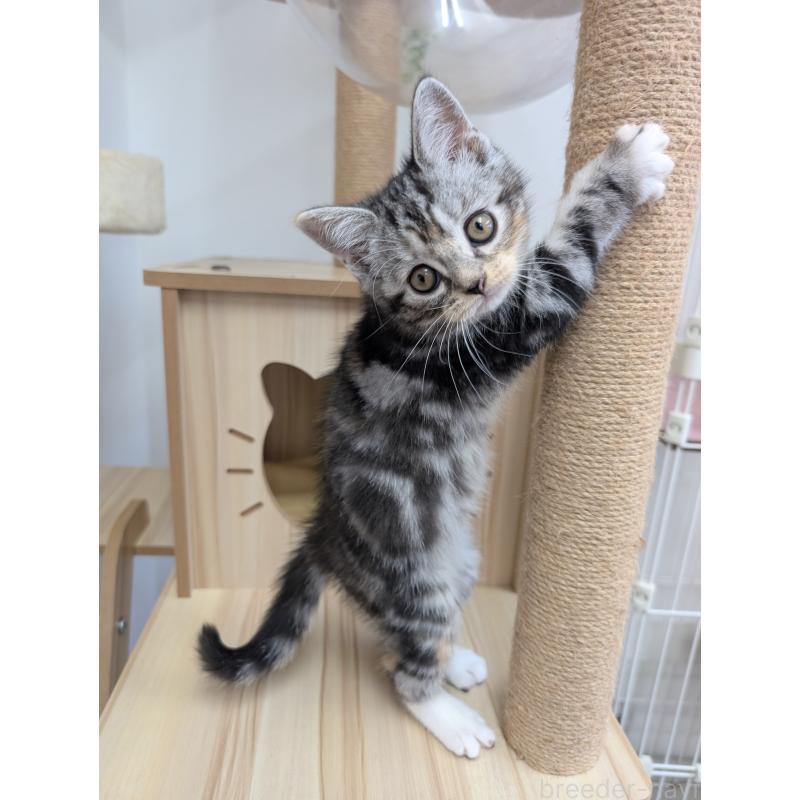 成約済の大阪府のスコティッシュフォールド-135832の3枚目