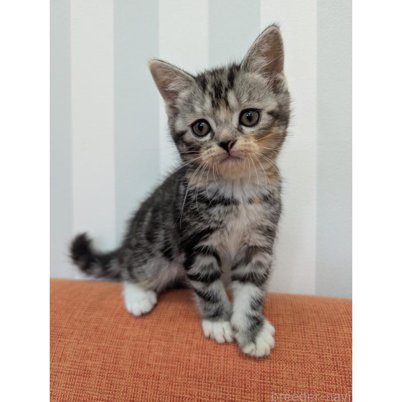 成約済の大阪府のスコティッシュフォールド-135832の2枚目