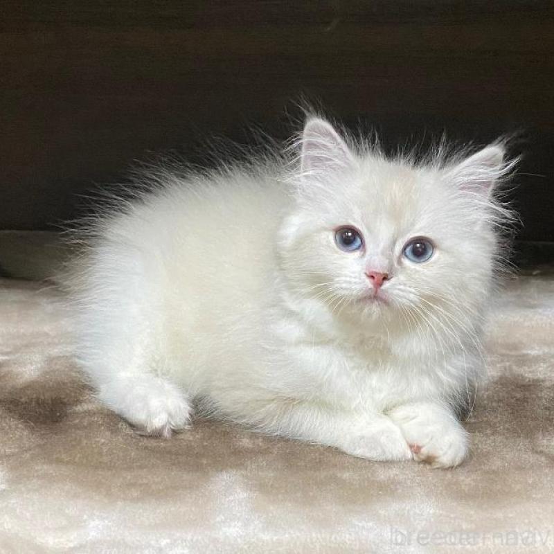 販売中の北海道のラグドール-137636の1枚目