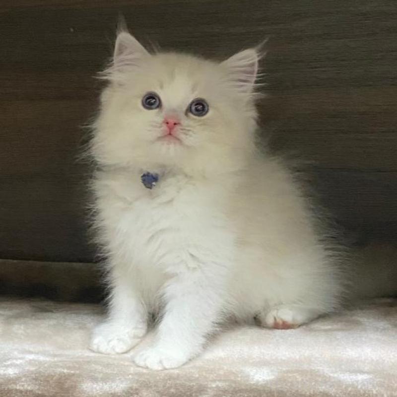 販売中の北海道のラグドール-137638