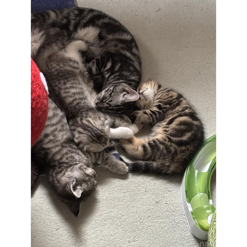 販売中の千葉県のスコティッシュフォールド-134881の2枚目