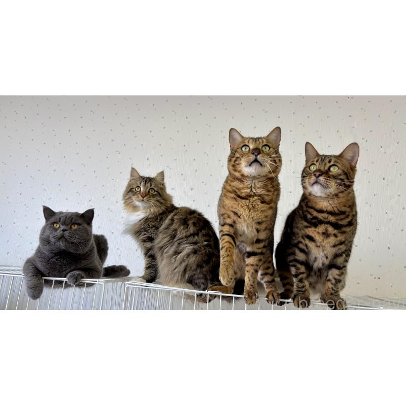 販売中の千葉県のサイベリアン-130192の3枚目