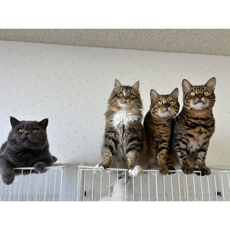 販売中の千葉県のサイベリアン-130192の2枚目