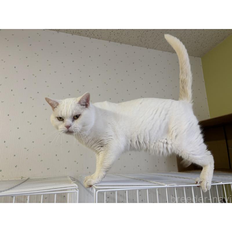 販売中の千葉県のアメリカンショートヘア-136816の2枚目