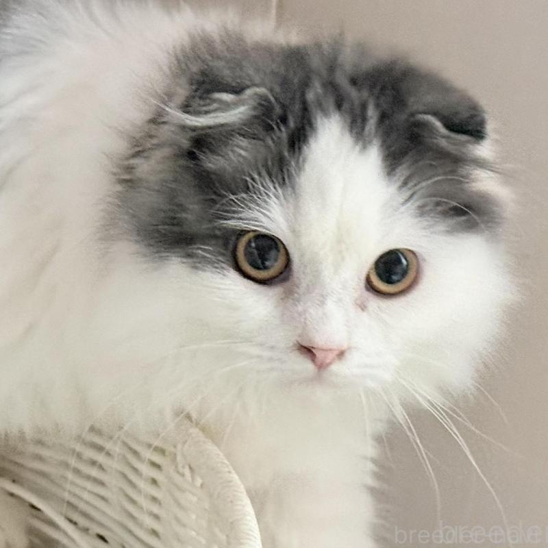 販売中の静岡県のスコティッシュフォールド(折れ耳)-137678の1枚目