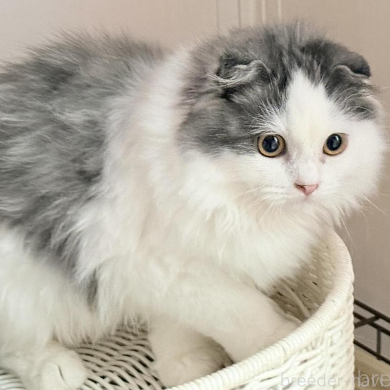 販売中の静岡県のスコティッシュフォールド(折れ耳)-137678の3枚目