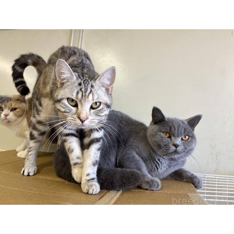 販売中の千葉県のアメリカンショートヘア-128622の4枚目