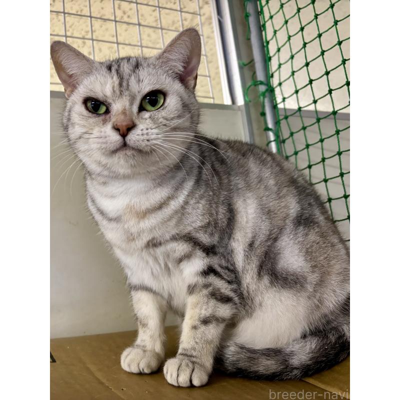 販売中の千葉県のアメリカンショートヘア-135541の1枚目