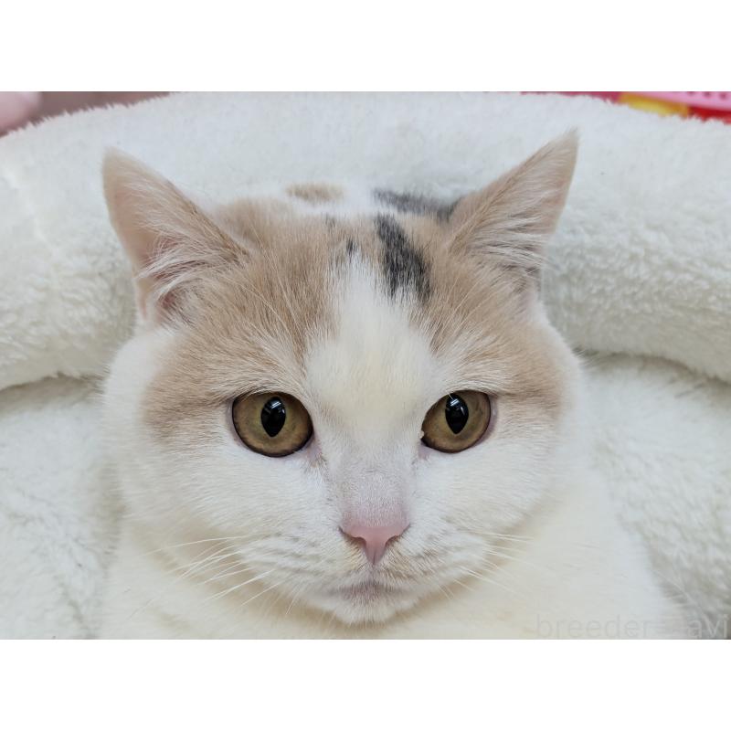 琴姫(ことひめ)ちゃん1枚目