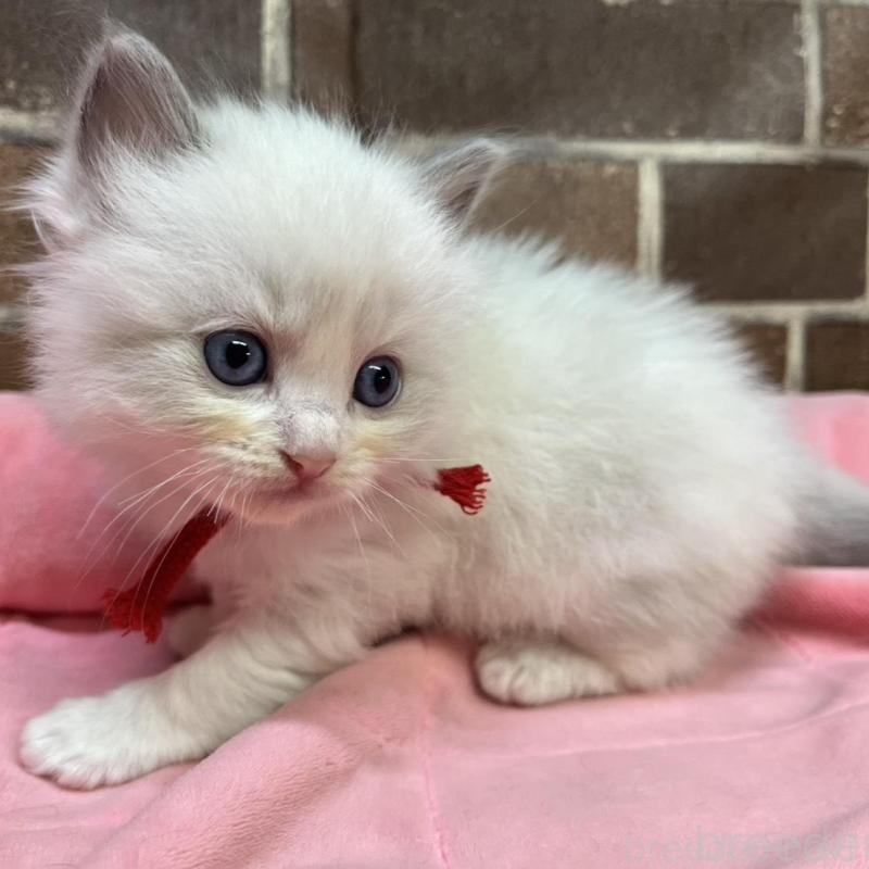 販売中の東京都のラグドール-137681の7枚目