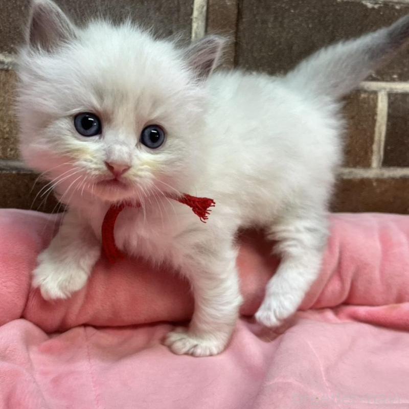 販売中の東京都のラグドール-137681の6枚目