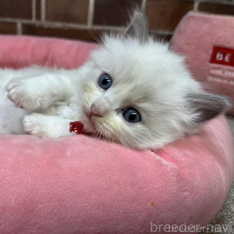 販売中の東京都のラグドール-137681の5枚目