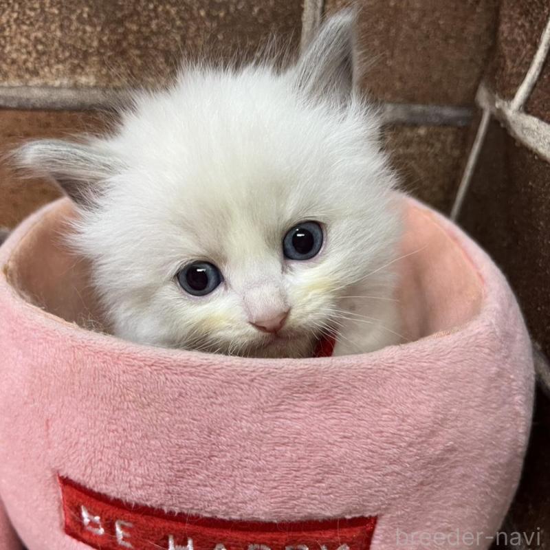 販売中の東京都のラグドール-137681の4枚目