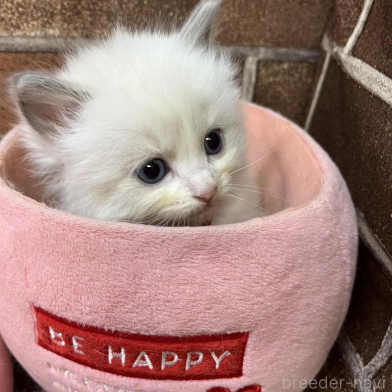 販売中の東京都のラグドール-137681の3枚目