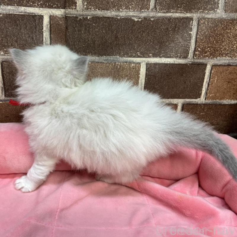 販売中の東京都のラグドール-137681の2枚目