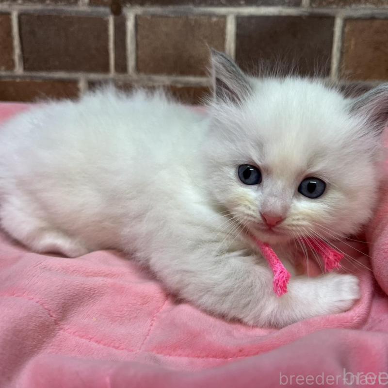 販売中の東京都のラグドール-137682の5枚目