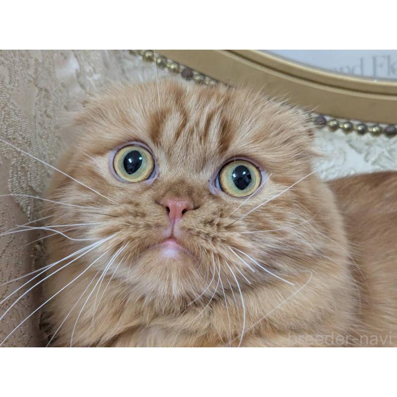 織姫(おりひめ)ちゃん1枚目