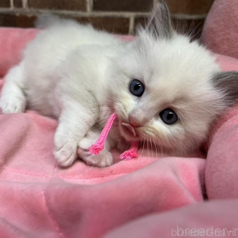 販売中の東京都のラグドール-137682の4枚目