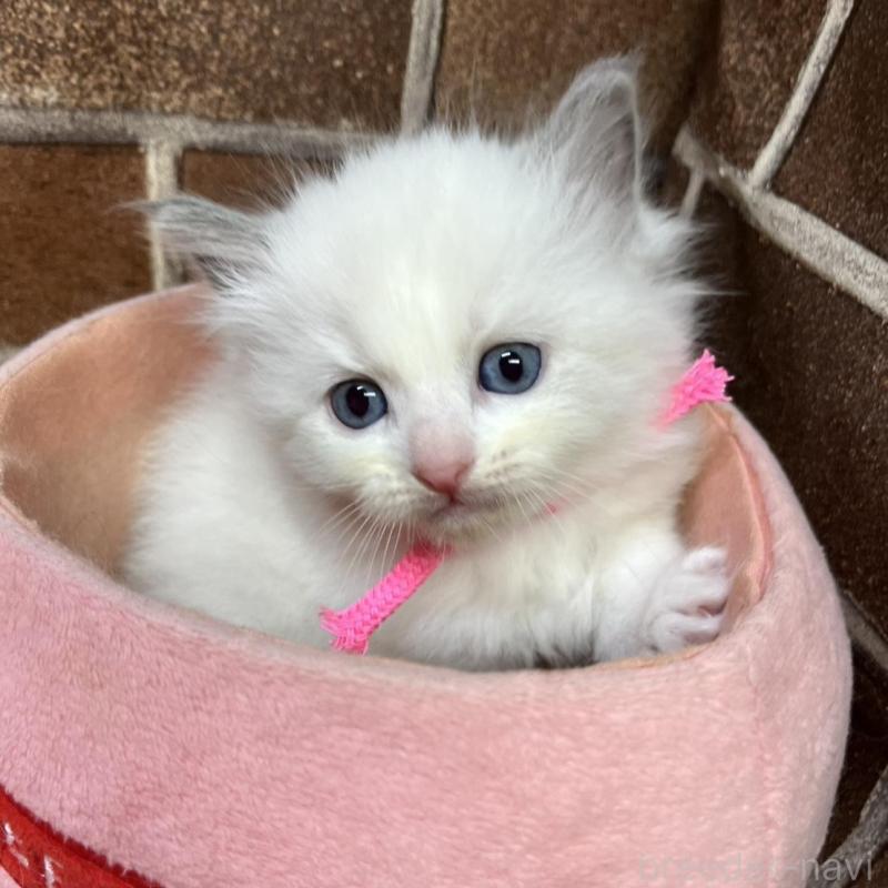 販売中の東京都のラグドール-137682の1枚目